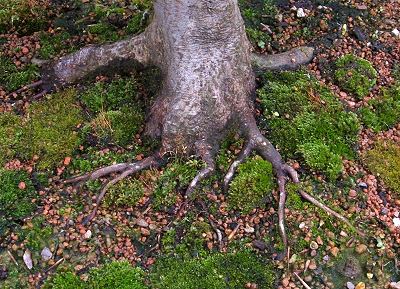 Fagus sylvatica/European Beech Bonsai Progression Series